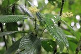 Palicourea sp. (Rubiaceae)
