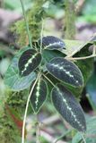 Drymonia variegata (Gesneriaceae)