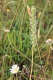 Flat-spurred Piperia, Platanthera transversa (Orchidaceae)
