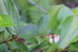 Salal, Gaultheria shallon (Ericaceae)