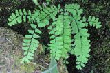 Western Maidenhair Fern, Adiantum aleuticum (Pteridaceae)