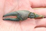 Rusty Crayfish, Faxonius rusticus (Cambaridae)