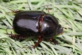 Pentodon algerinus dispar (Scarabaeidae: Dynastinae)