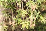 Green Buttonwood, Conocarpus erectus (Combretaceae)