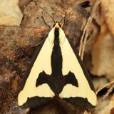 Clymene Moth, Hodges#8107 Haploa clymene