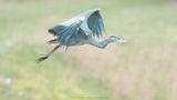 Ardea Cinerea / Blauwe Reiger / Grey Heron