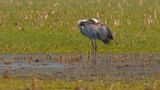 Grus grus / Kraanvogel / Crane