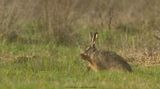 Lepus europaeus / Haas / Hare