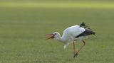 Ciconia ciconia / Ooievaar / White Stork