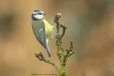 Cyanistes caeruleus / Pimpelmees / Blue Tit