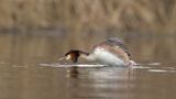 Podiceps Cristatus / Fuut / Great Crested Grebe