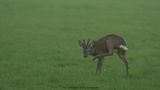 Capreolus capreolus / Ree / Roe Deer