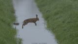 Lepus europaeus / Haas / Hare