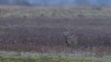 Capreolus capreolus / Ree / Roe Deer