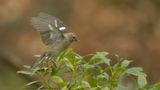 Fringilla coelebs / Vink / Common Chaffinch