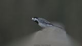 Motacilla Alba / Witte Kwikstaart / White wagtail