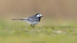 Motacilla Alba / Witte Kwikstaart / White wagtail