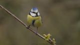 Cyanistes caeruleus / Pimpelmees / Blue Tit