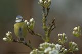 Cyanistes caeruleus / Pimpelmees / Blue Tit