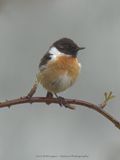 Saxicola Rubicola / Roodborsttapuit / European Stonechat