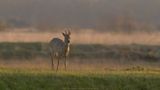 Capreolus capreolus / Ree / Roe Deer