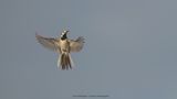 Motacilla Alba / Witte Kwikstaart / White wagtail