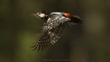 Dendrocopos Major / Grote Bonte Specht / Great Spotted Woodpecker