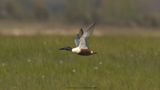 Anas Clypeata / Slobeend / Northern Shoveler
