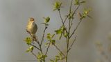 Phylloscopus trochilus / Fitis / Willow warbler