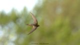 Apus apus / Gierzwaluw / Common swift 