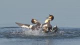 Podiceps Cristatus / Fuut / Great Crested Grebe