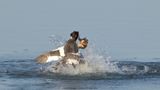 Podiceps Cristatus / Fuut / Great Crested Grebe