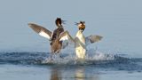 Podiceps Cristatus / Fuut / Great Crested Grebe