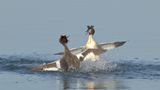 Podiceps Cristatus / Fuut / Great Crested Grebe