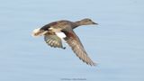 Anas strepera / Krakeend / Gadwall