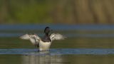 Aythya fuligula / Kuifeend / Tufted duck