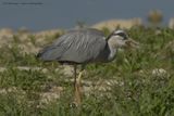 Ardea Cinerea / Blauwe Reiger / Grey Heron