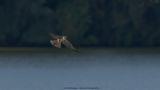 Falco subbuteo / Boomvalk / Eurasian Hobby