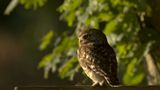 Athene noctua / Steenuil / Little owl