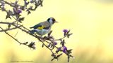 Carduelis carduelis / Putter / European Goldfinch