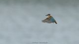 Alcedo atthis / IJsvogel / Kingfisher