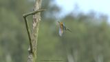 Alcedo atthis / IJsvogel / Kingfisher