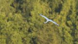 Platalea Leucorodia / Lepelaar / Eurasian Spoonbill