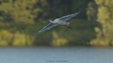 Platalea Leucorodia / Lepelaar / Eurasian Spoonbill