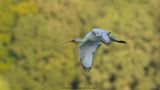 Platalea Leucorodia / Lepelaar / Eurasian Spoonbill