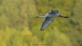 Platalea Leucorodia / Lepelaar / Eurasian Spoonbill