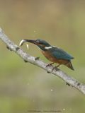 Alcedo atthis / IJsvogel / Kingfisher