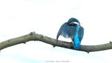 Alcedo atthis / IJsvogel / Kingfisher