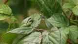 Hyla arborea  / Boomkikker / European tree frog