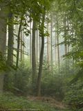 Aachener Wald